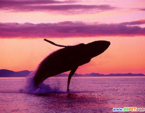 座头鲸海面跳跃