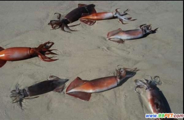 美加州海岸发现数千只乌贼