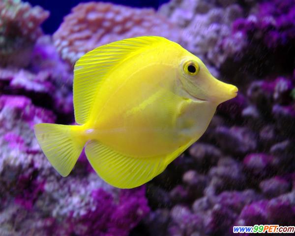 热带鱼疾病早发现：观察鱼体