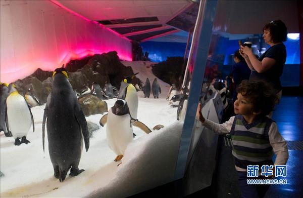墨尔本水族馆迎来新生巴布亚企鹅