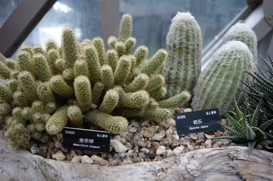 上海辰山植物园：第二届上海国际兰展
