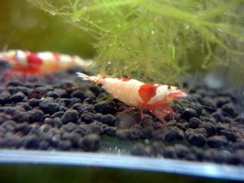 水晶虾快速抱卵法