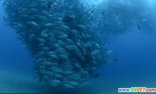 墨西哥海域鱼群求偶震撼照