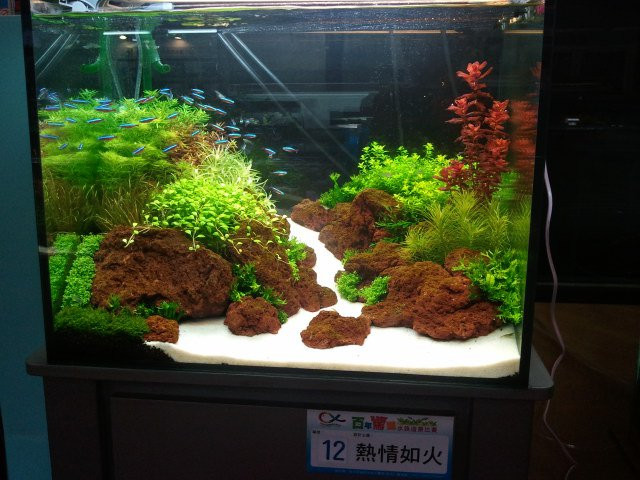台湾热带鱼水草专门店的水草造景作品