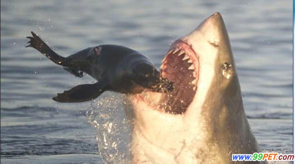 大白鲨猎杀海豹瞬间