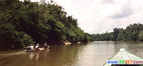 探寻食人鱼 在亚马逊捕鱼、解密