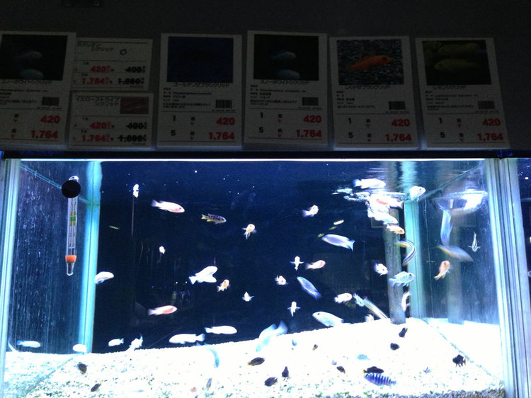 国外水族店：Nippon Aquarium