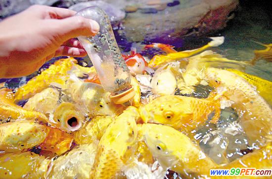 广州海洋馆新引进的200条“吃奶鱼”正式与游客见面