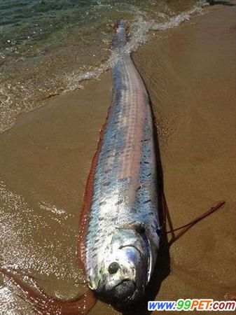 墨西哥海岸现罕见皇带鱼 身长6米长相怪异