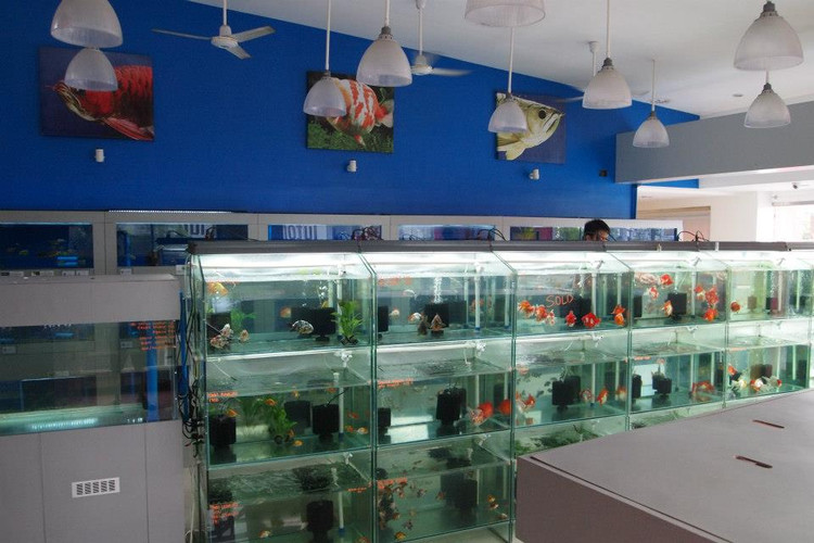 国外水族店：The big fish place