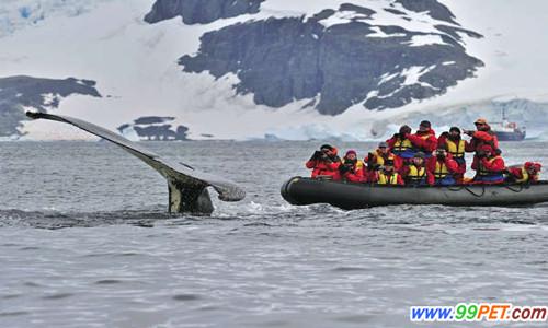 南极游客近距离观赏座头鲸 巨型鲸尾令人震撼