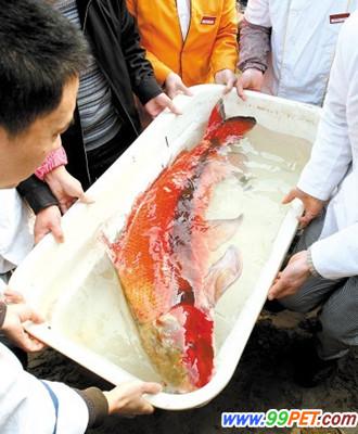 长江如皋段发现胭脂鱼 二级保护动物 濒危物种