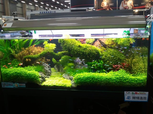 台湾热带鱼水草专门店的水草造景作品