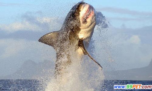 大白鲨捕食瞬间