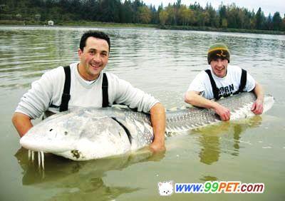 英国钓鱼者钓到3米长巨鱼