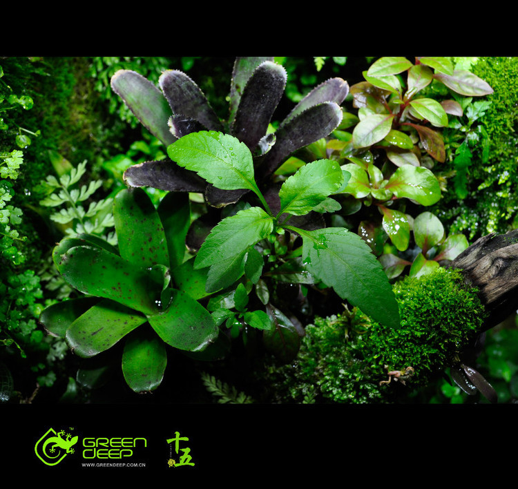 Greendeep精品雨林生态缸-03