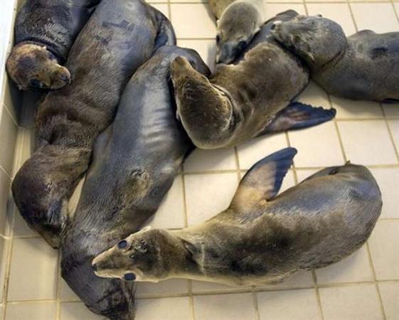 数百海狮幼仔搁浅