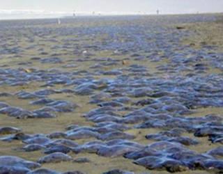 旧金山数万只水母“攻陷”海岸 事件原因正在调查