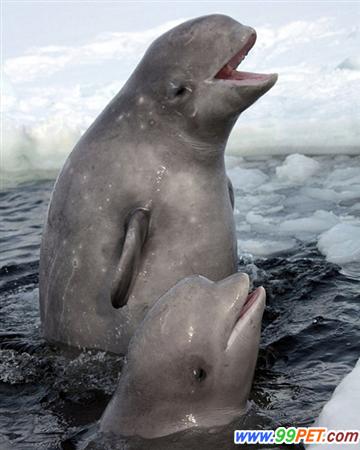 爱嬉戏爱亲吻的白鲸