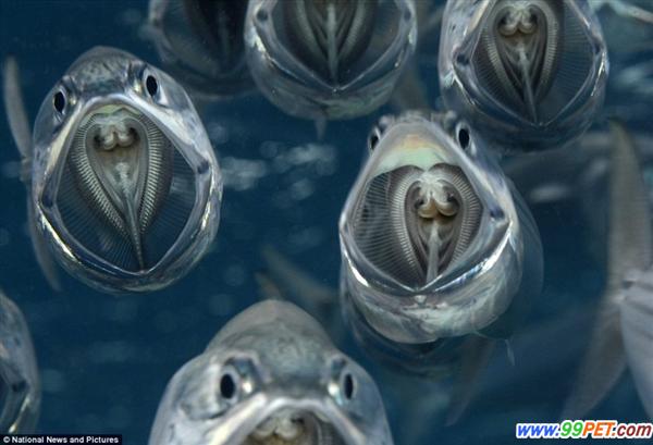 鲭鱼几乎透明似深海幽灵