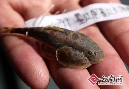 云南鱼类新物种 长有吸盘喜欢激流