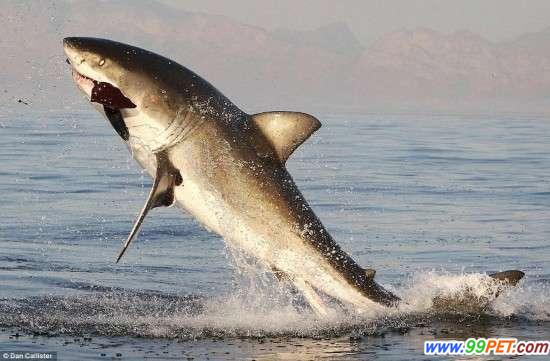 白鲨跃食海豹嘣掉牙