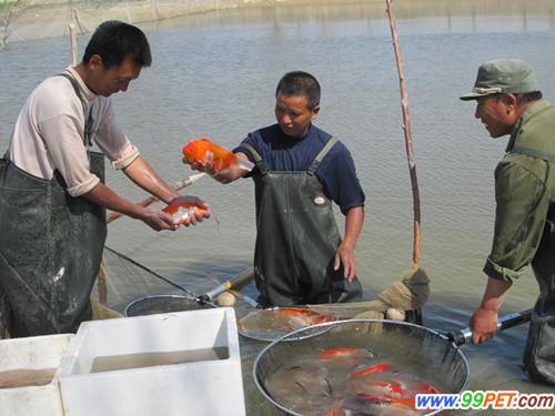 新疆兵团发展壮大观赏鱼养殖基地