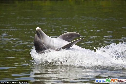 海豚也“奥运”