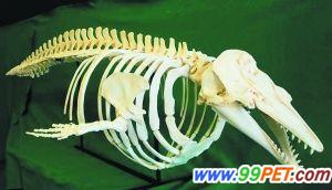 惊现美人鱼骸骨 原来是减肥过头的白鲸
