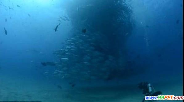 墨西哥海域鱼群求偶震撼照