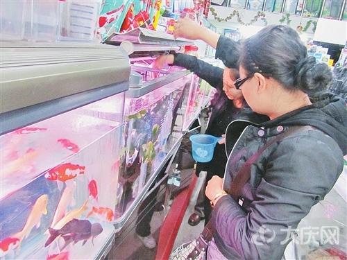 观赏鱼市场销售旺季 贵族鱼身价五位数