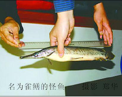 凶猛毒鱼 专家警告不可食用和放生