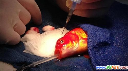 金鱼做脑瘤手术 或可多活30年