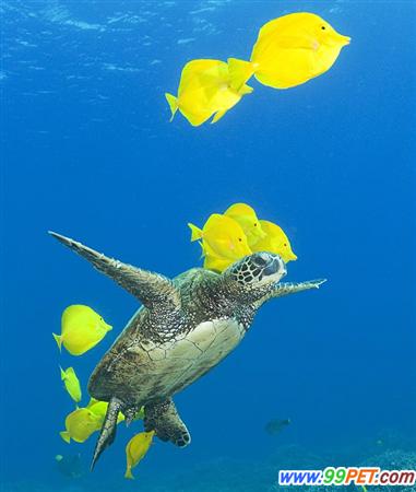 海鱼清理海龟背上海藻