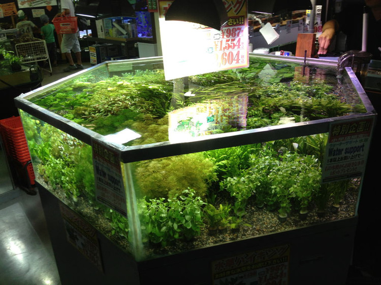 国外水族店：Nippon Aquarium