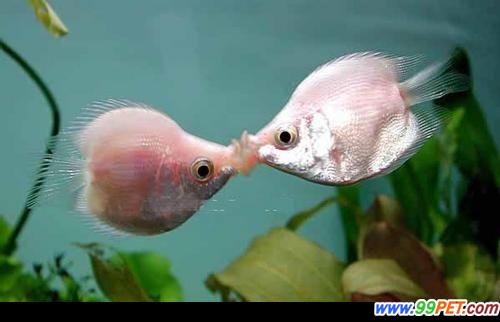 接吻鱼趣话