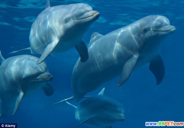 海豚会模仿口哨声与同伴团聚