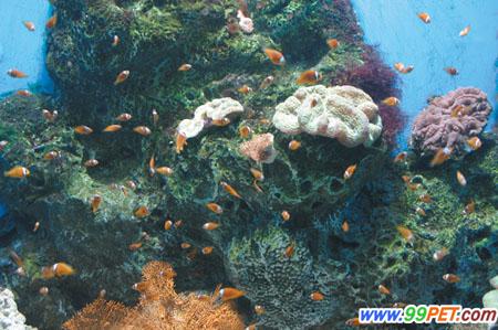 老虎滩珊瑚馆孵化的小丑鱼国庆见客