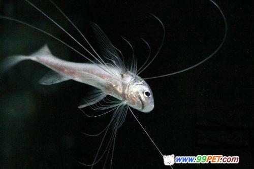 上海海洋水族馆展出“千手观音”鱼