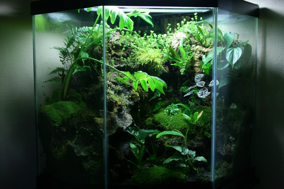 雨林生态缸-36