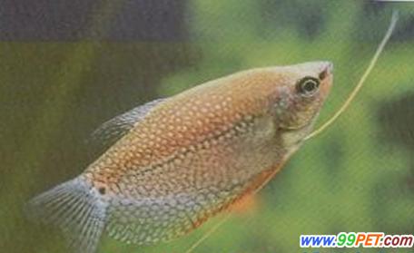 珍珠丝足鱼的体型与特点