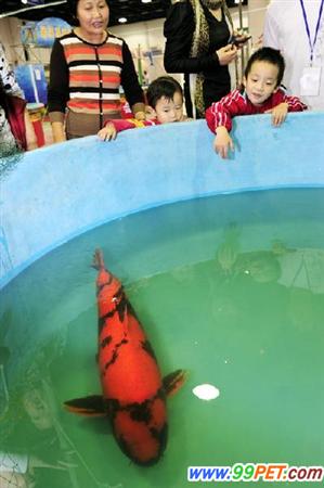 日本锦鲤现身休闲水族展 每尾价值七、八十万元