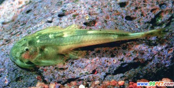 大湄公河发现新物种吸石鱼