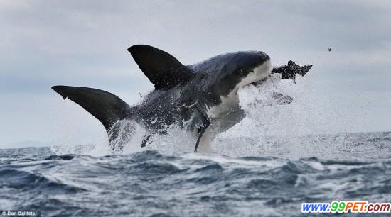 白鲨跃食海豹嘣掉牙