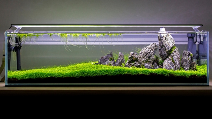 澳洲网友90厘米超矮无水开缸水草造景作品