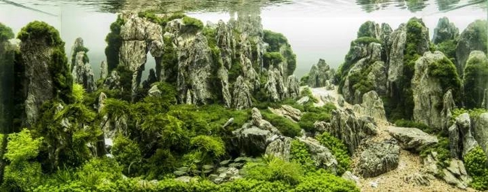 2017“长城杯”国际水草造景大赛（CIAC）前30名作品欣赏