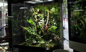 办公桌上的雨林生态缸