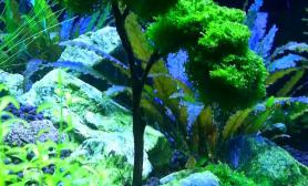 珊瑚莫丝树