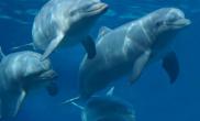 海豚会模仿口哨声与同伴团聚（图）