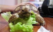 苏卡达陆龟怎么养好养吗